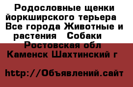 Родословные щенки йоркширского терьера - Все города Животные и растения » Собаки   . Ростовская обл.,Каменск-Шахтинский г.
